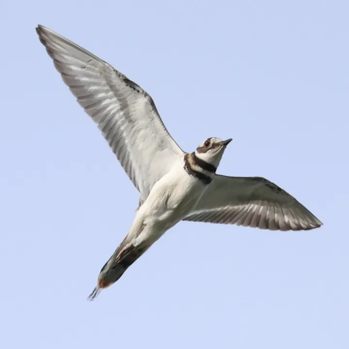 Killdeer