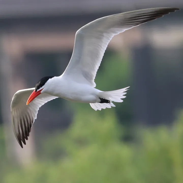 Caspian Tern