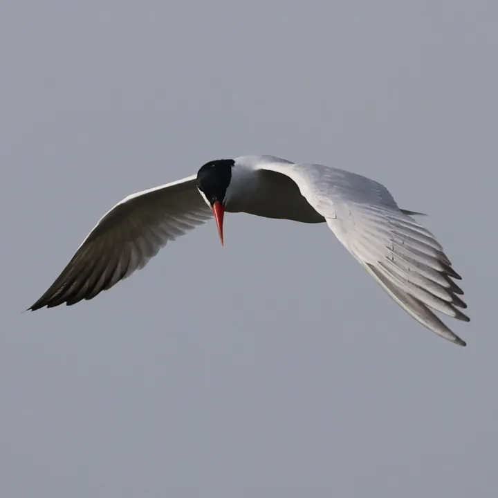 Caspian Tern