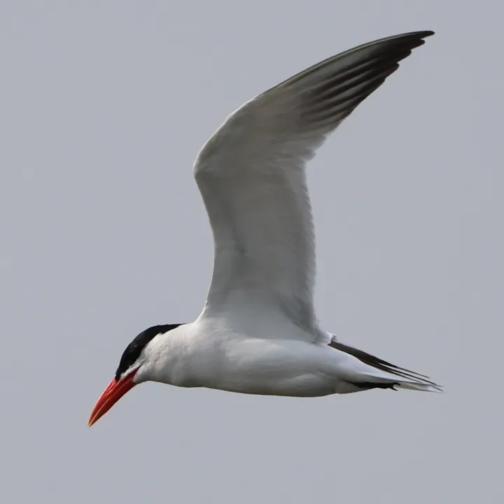 Caspian Tern