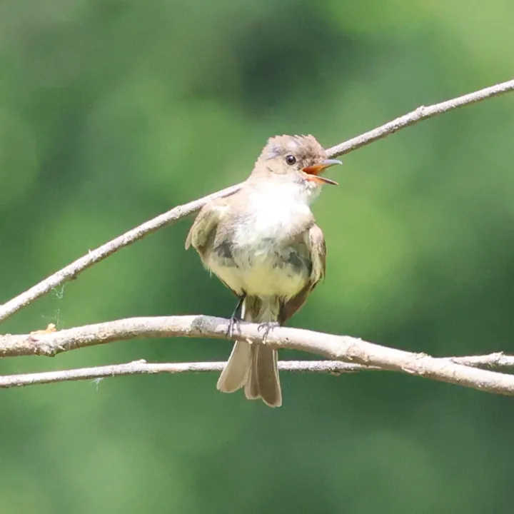 Eastern Wood-Pewee