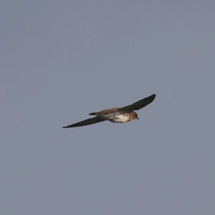 Bank Swallow