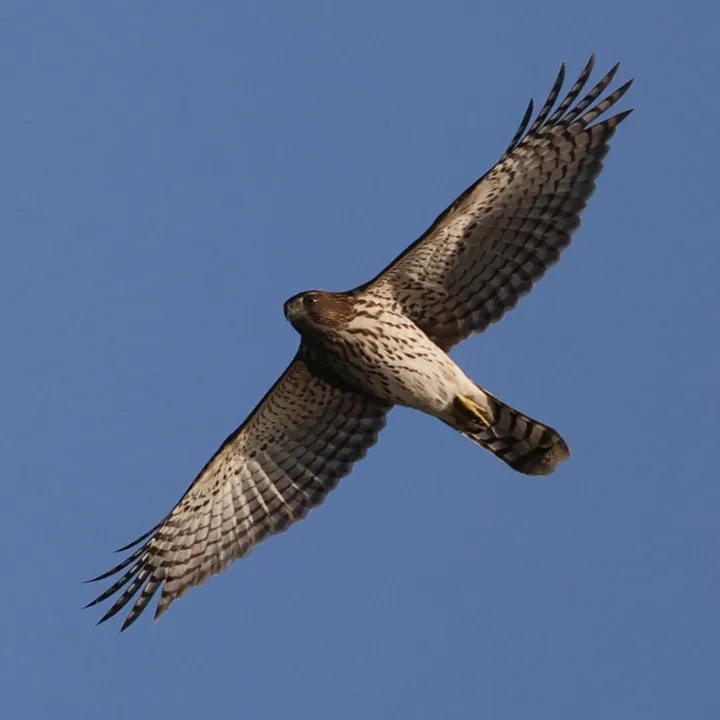 Cooper's Hawk