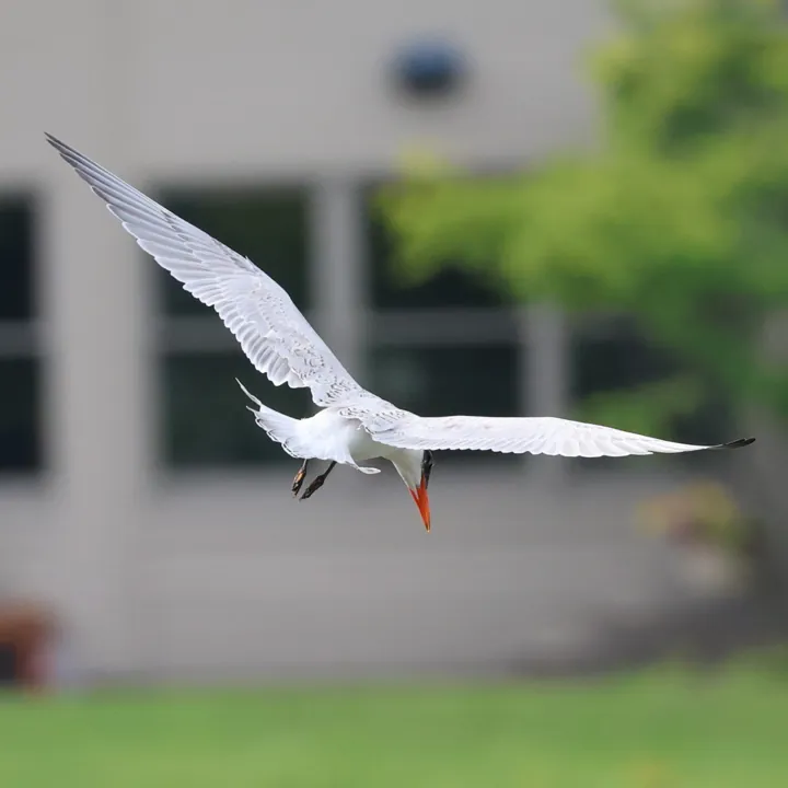 Caspian Tern