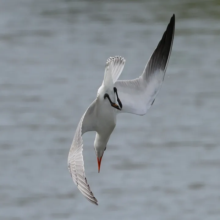 Caspian Tern