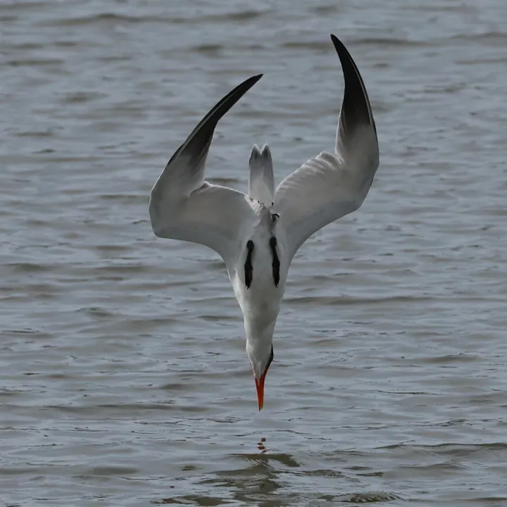 Caspian Tern