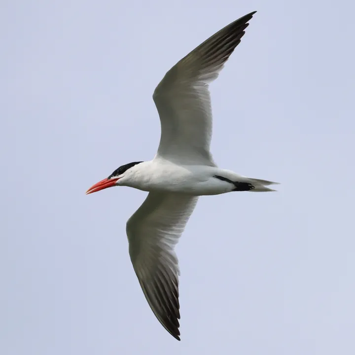 Caspian Tern