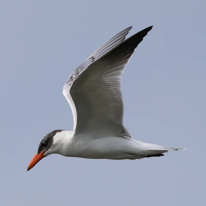 Caspian Tern