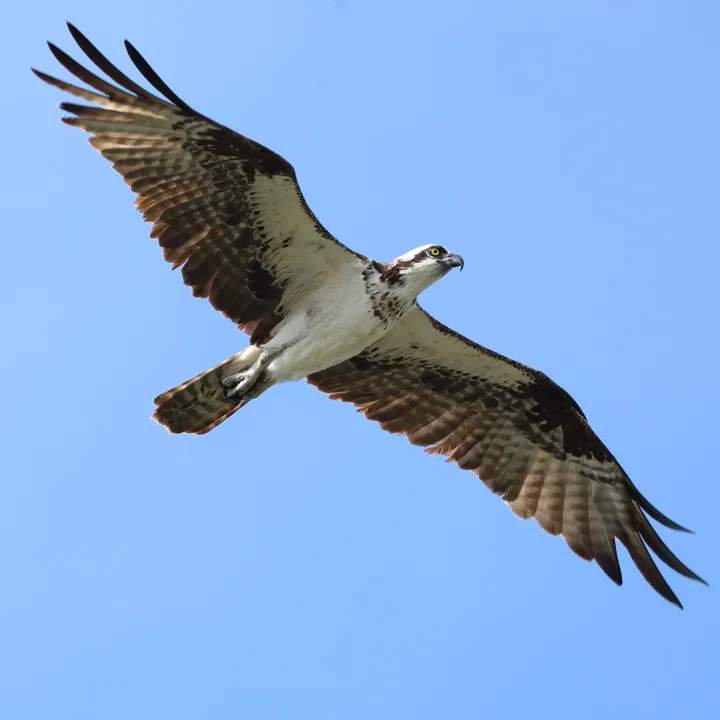 Osprey
