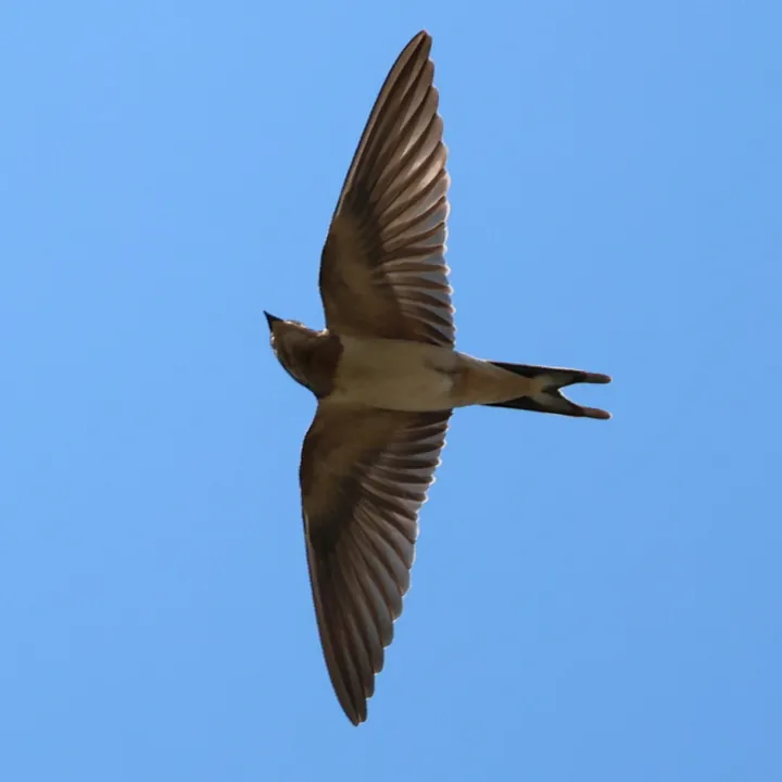 Barn Swallow