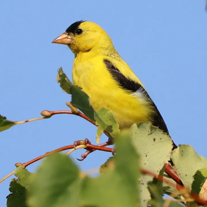 American Goldfinch
