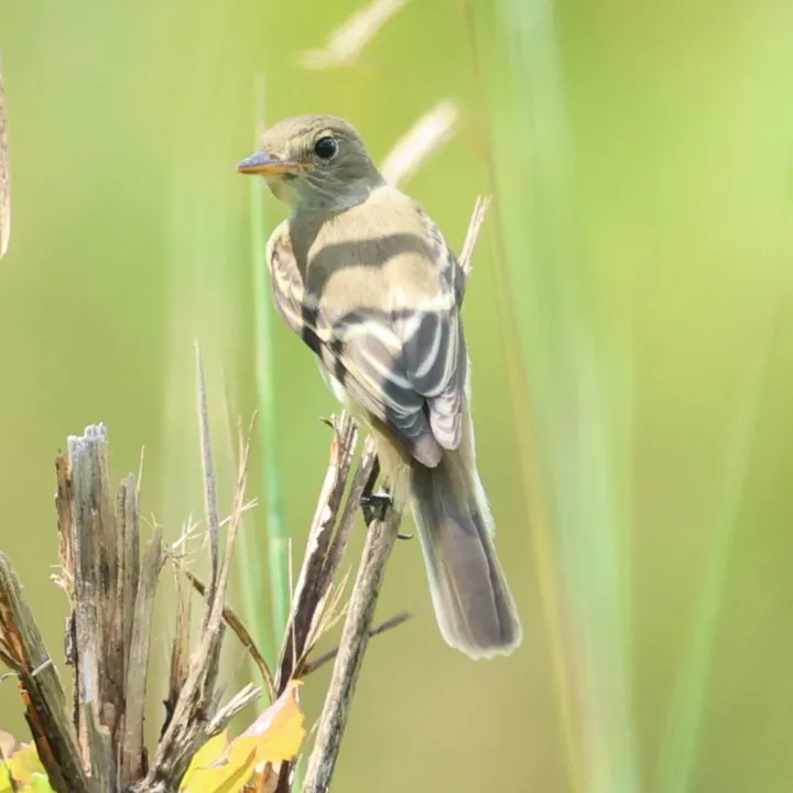 Willow Flycatcher