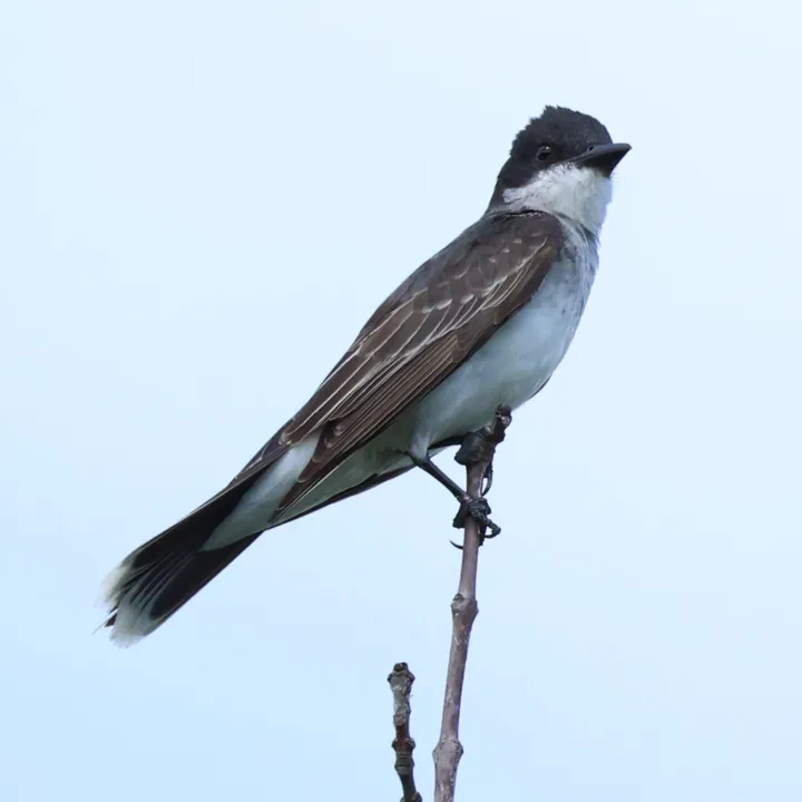 Eastern Kingbird