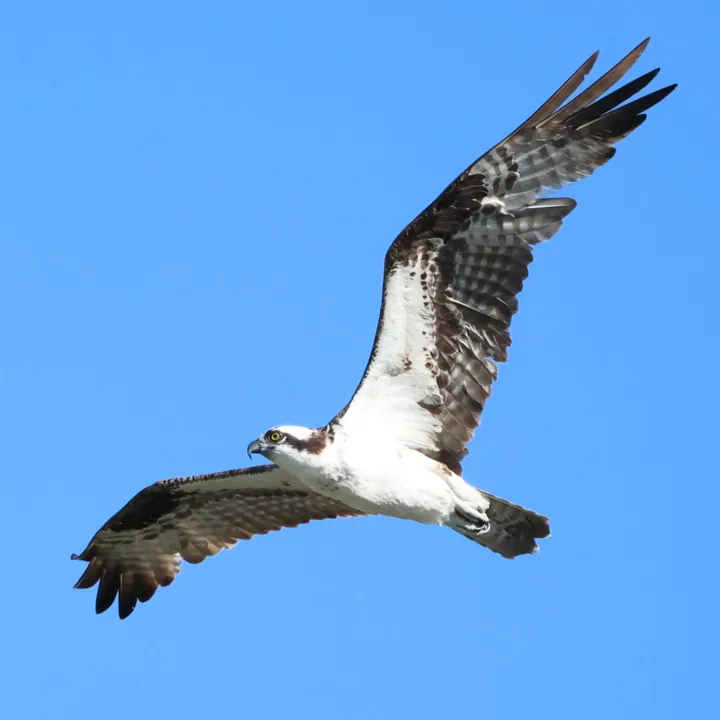 Osprey