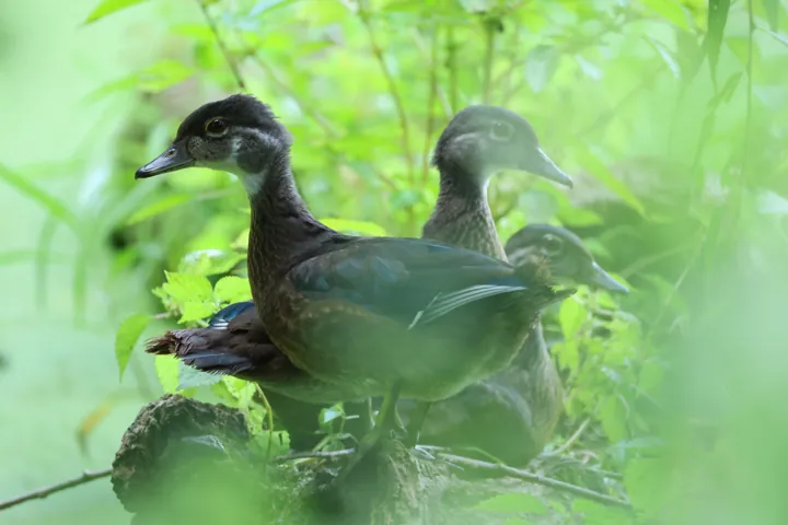 Wood Duck
