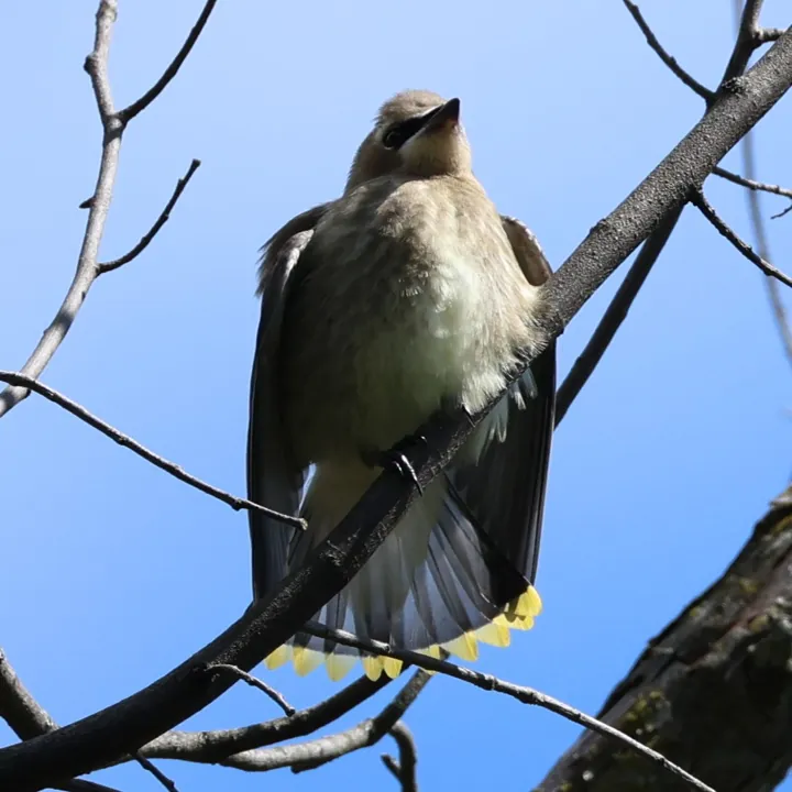 Cedar Waxwing