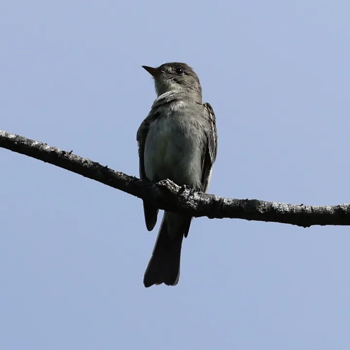 Eastern Wood-Pewee