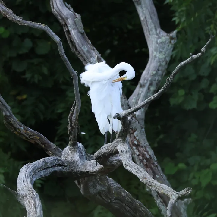 Great Egret