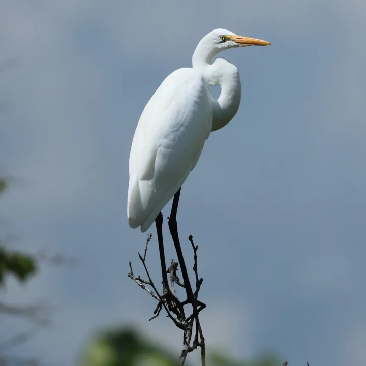 Great Egret