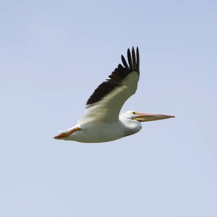 American White Pelican