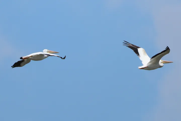 American White Pelican