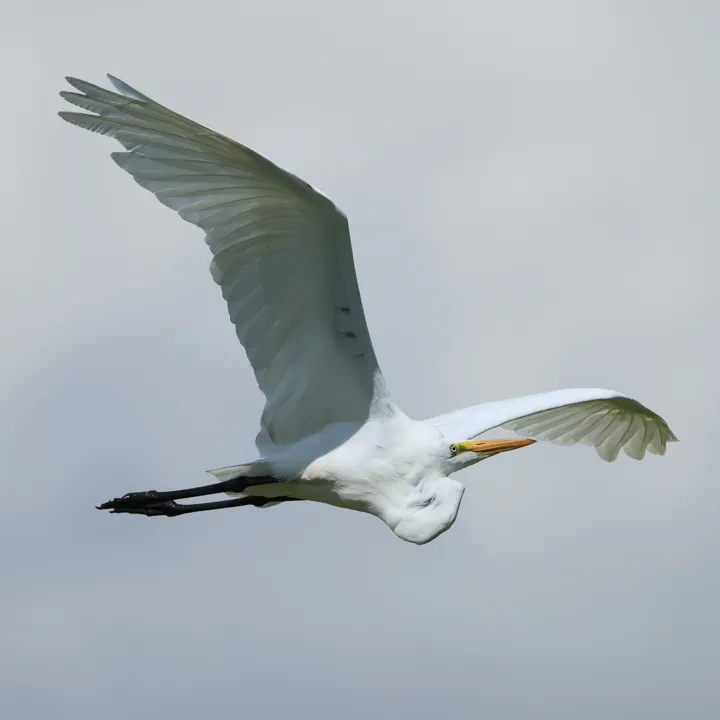Great Egret
