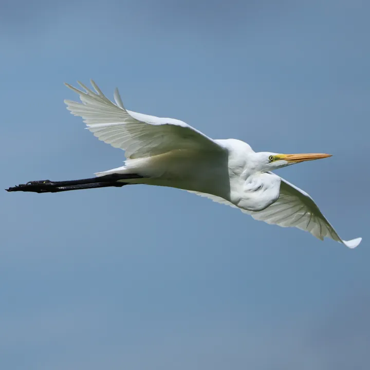 Great Egret