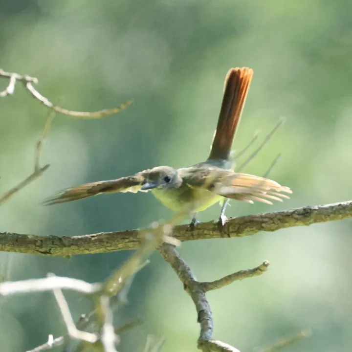 Great Crested Flycatcher