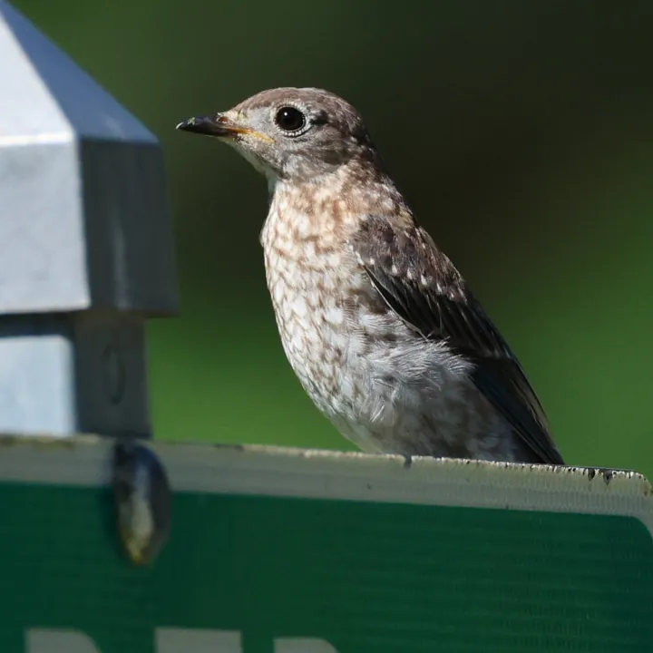 Eastern Bluebird
