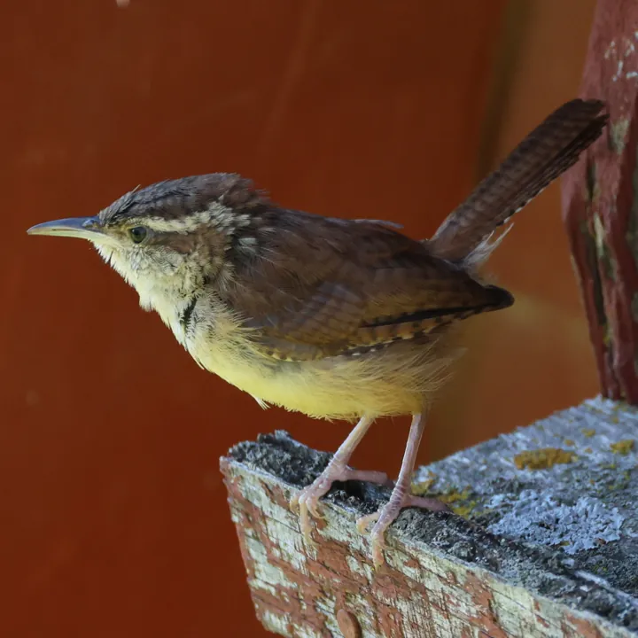Carolina Wren