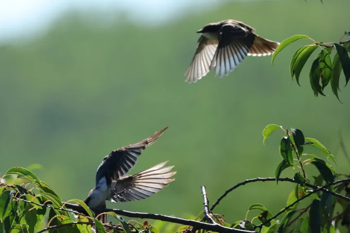 Eastern Kingbird