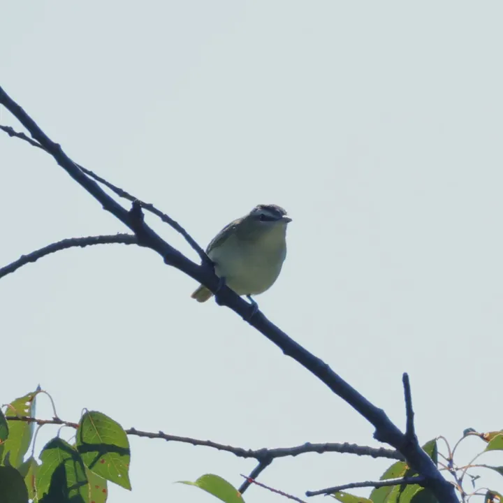 Red-eyed Vireo