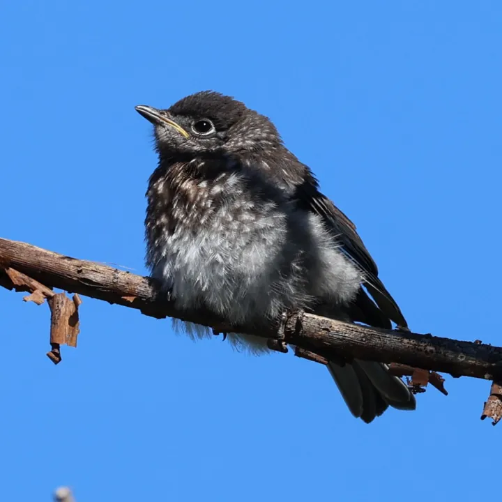 Eastern Bluebird