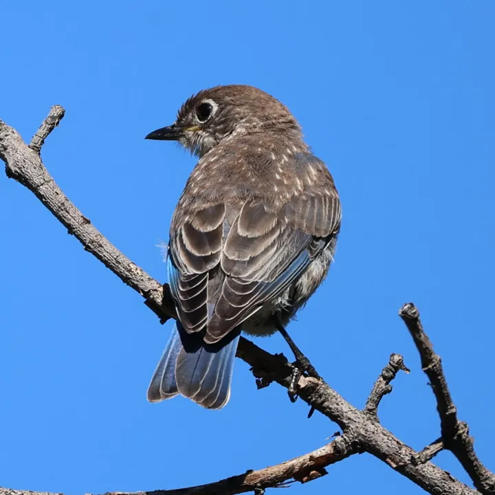 Eastern Bluebird