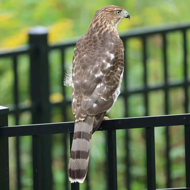 Cooper's Hawk