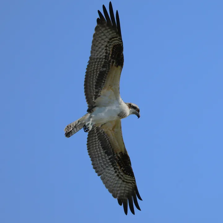 Osprey