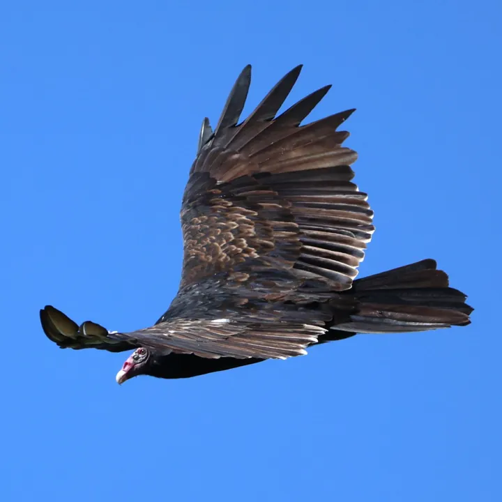 Turkey Vulture
