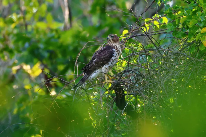 Cooper's Hawk