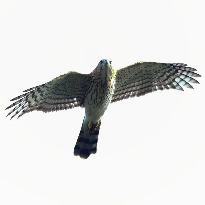 Cooper's Hawk