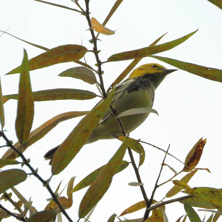 Black-throated Green Warbler