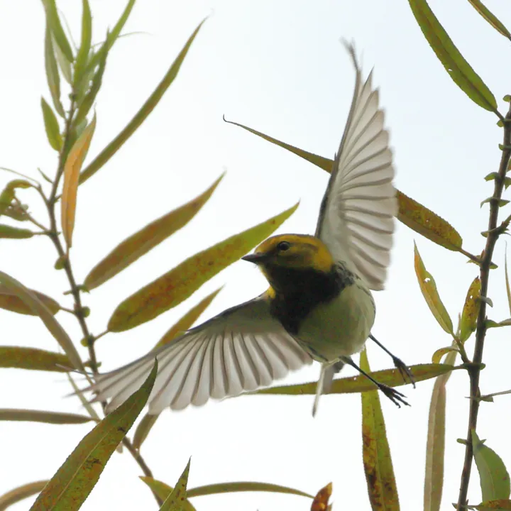 Black-throated Green Warbler