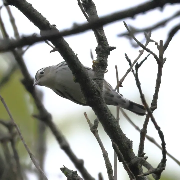 Black-and-white Warbler
