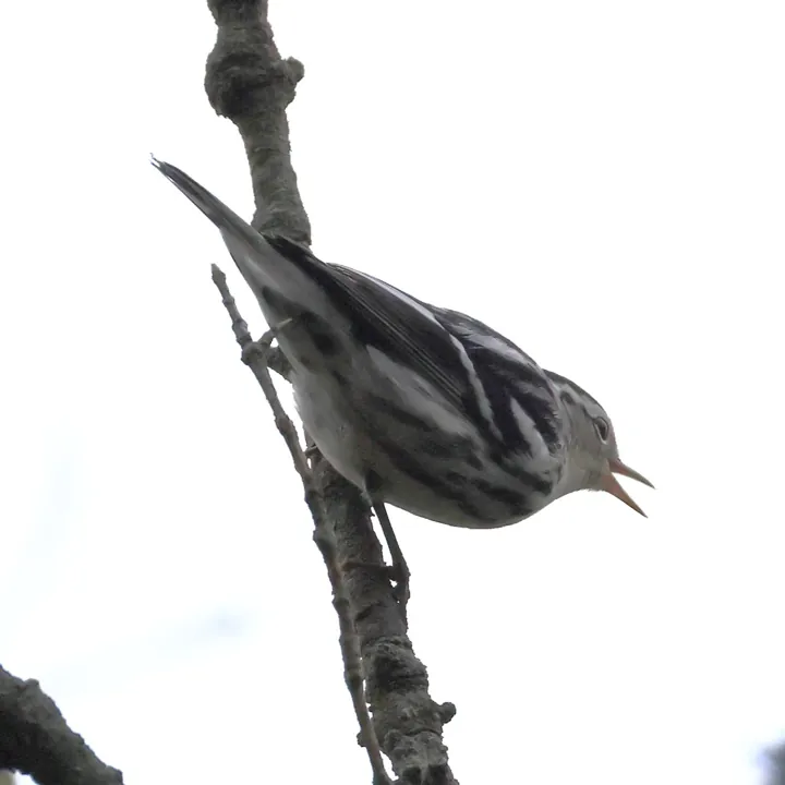 Black-and-white Warbler