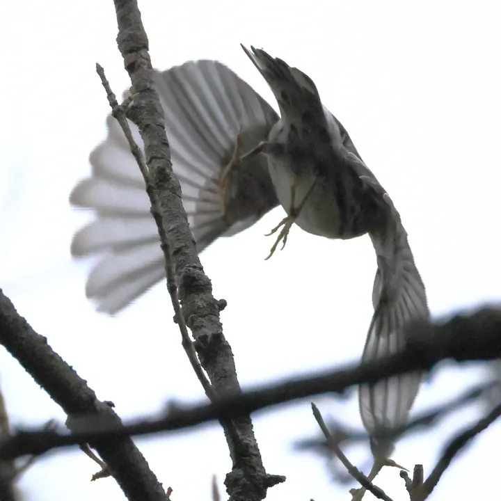 Black-and-white Warbler