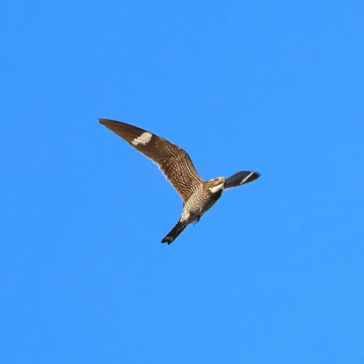 Common Nighthawk