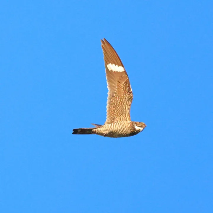 Common Nighthawk