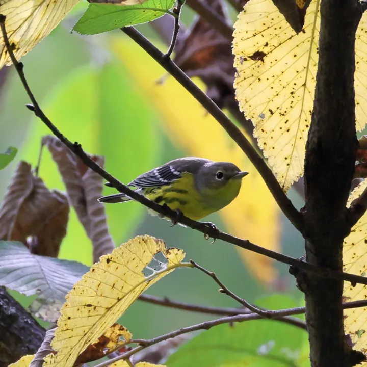 Magnolia Warbler