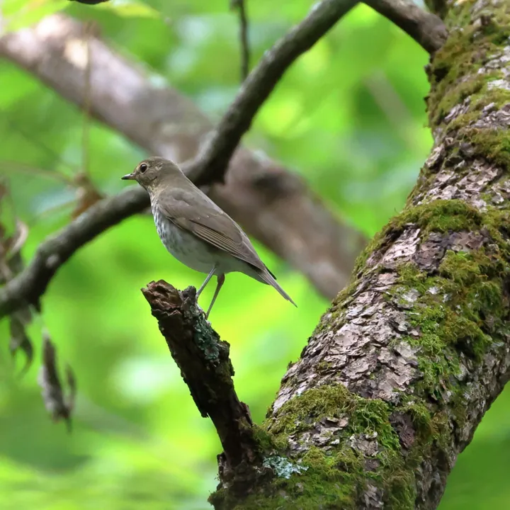 Swainson's Thrush