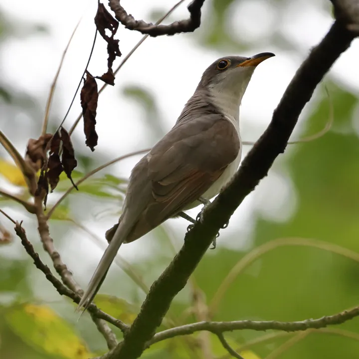 Yellow-billed Cuckoo