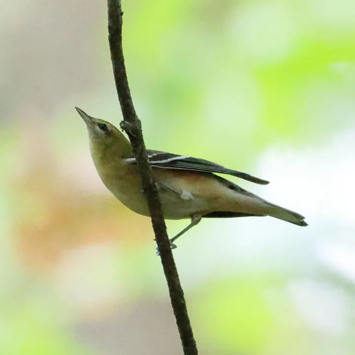 Bay-breasted Warbler